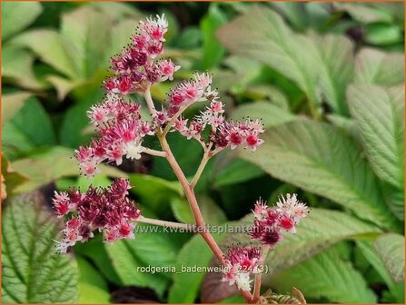 Rodgersia &#039;Badenweiler&#039; | Schout-bij-nacht, Kijkblad | Schaublatt | Rodger&#039;s Flower