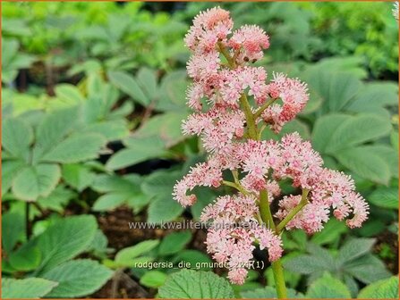 Rodgersia &#039;Die Gmunde&#039; | Schout-bij-nacht, Kijkblad, Gm&uuml;nde, Gm&uuml;nd, | Schaublatt | Rodger&#039;s Flower