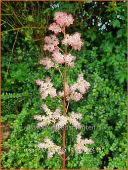 Rodgersia pinnata &#039;Hanna&#039; | Schout-bij-nacht, Kijkblad | Fiederbl&auml;ttriges Schaublatt | Featherleaf Rodgersia