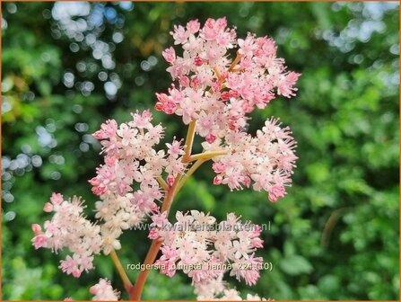 Rodgersia pinnata &#039;Hanna&#039; | Schout-bij-nacht, Kijkblad | Fiederbl&auml;ttriges Schaublatt | Featherleaf Rodgersia