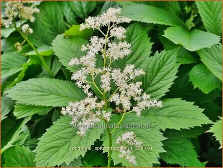 Rodgersia &#039;Spitzent&auml;nzerin&#039; | Schout-bij-nacht, Kijkblad, | Schaublatt | Rodger&#039;s Flower