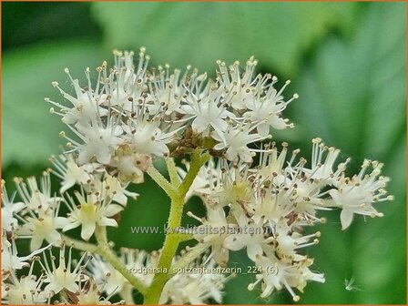 Rodgersia &#039;Spitzent&auml;nzerin&#039; | Schout-bij-nacht, Kijkblad, | Schaublatt | Rodger&#039;s Flower