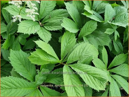 Rodgersia &#039;Spitzent&auml;nzerin&#039; | Schout-bij-nacht, Kijkblad, | Schaublatt | Rodger&#039;s Flower