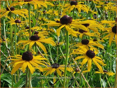 Rudbeckia fulgida &#039;Goldblitz&#039; | Zonnehoed | Gew&ouml;hnlicher Sonnenhut | Black Eyed Susan