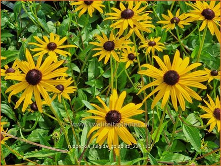 Rudbeckia fulgida &#039;Goldblitz&#039; | Zonnehoed | Gew&ouml;hnlicher Sonnenhut | Black Eyed Susan