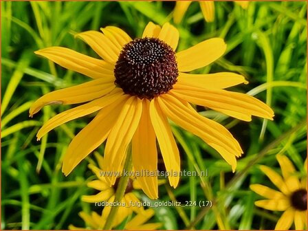 Rudbeckia fulgida &#039;Goldblitz&#039; | Zonnehoed | Gew&ouml;hnlicher Sonnenhut | Black Eyed Susan