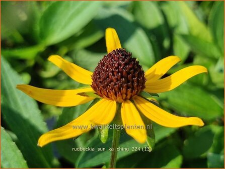 Rudbeckia &#039;Sun Ka Ching&#039; | Zonnehoed | Gew&ouml;hnlicher Sonnenhut | Black Eyed Susan