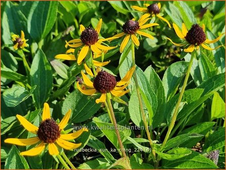 Rudbeckia &#039;Sun Ka Ching&#039; | Zonnehoed | Gew&ouml;hnlicher Sonnenhut | Black Eyed Susan