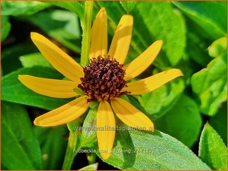 Rudbeckia &#039;Sun Ka Ching&#039; | Zonnehoed | Gew&ouml;hnlicher Sonnenhut | Black Eyed Susan