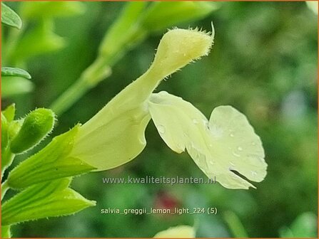 Salvia greggii &#039;Lemon Light&#039; | Herfstsalie, Salie, Salvia | Herbst-Strauch-Salbei | Autumn Sage