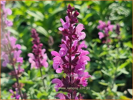 Salvia nemerosa &#039;Katsjing&#039; | Bossalie, Salie, Salvia | Steppensalbei | Woodland Sage