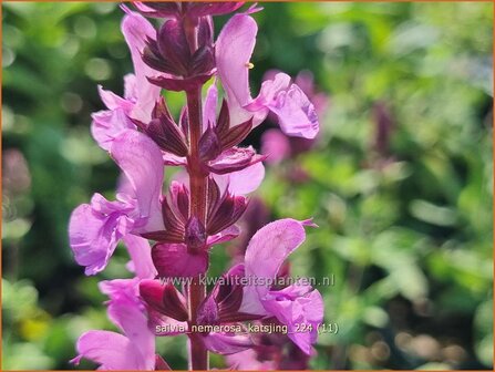 Salvia nemerosa &#039;Katsjing&#039; | Bossalie, Salie, Salvia | Steppensalbei | Woodland Sage