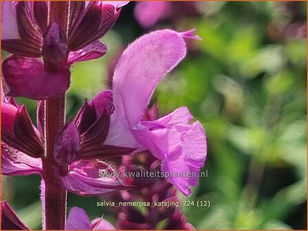 Salvia nemerosa &#039;Katsjing&#039; | Bossalie, Salie, Salvia | Steppensalbei | Woodland Sage