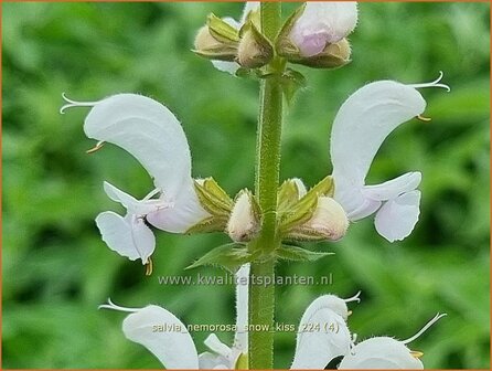 Salvia nemorosa &#039;Snow Kiss&#039; | Bossalie, Salie, Salvia | Steppensalbei | Woodland Sage