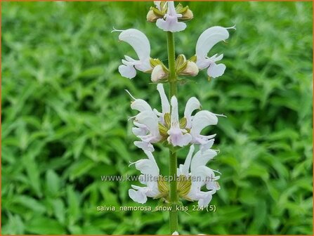 Salvia nemorosa &#039;Snow Kiss&#039; | Bossalie, Salie, Salvia | Steppensalbei | Woodland Sage