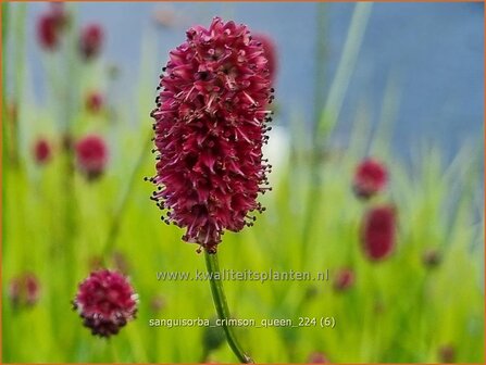 Sanguisorba &#039;Crimson Queen&#039; | Pimpernel, Sorbenkruid | Wiesenknopf | Burnet