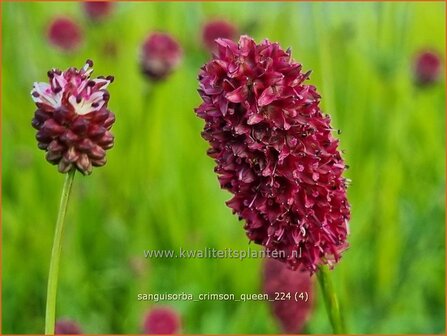 Sanguisorba &#039;Crimson Queen&#039; | Pimpernel, Sorbenkruid | Wiesenknopf | Burnet