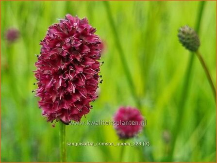 Sanguisorba &#039;Crimson Queen&#039; | Pimpernel, Sorbenkruid | Wiesenknopf | Burnet