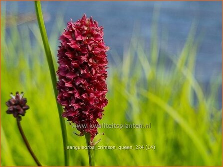 Sanguisorba &#039;Crimson Queen&#039; | Pimpernel, Sorbenkruid | Wiesenknopf | Burnet