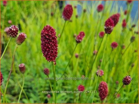 Sanguisorba &#039;Crimson Queen&#039; | Pimpernel, Sorbenkruid | Wiesenknopf | Burnet