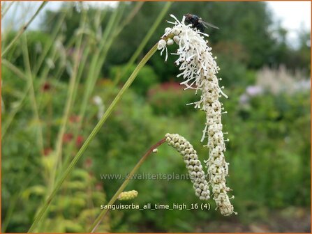 Sanguisorba tenuifolia &#039;All Time High&#039; | Hoge pimpernel, Sorbenkruid, Pimpernel | Hoher Wiesenknopf | Japanese Burnet