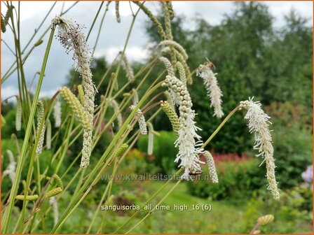 Sanguisorba tenuifolia &#039;All Time High&#039; | Hoge pimpernel, Sorbenkruid, Pimpernel | Hoher Wiesenknopf | Japanese Burnet