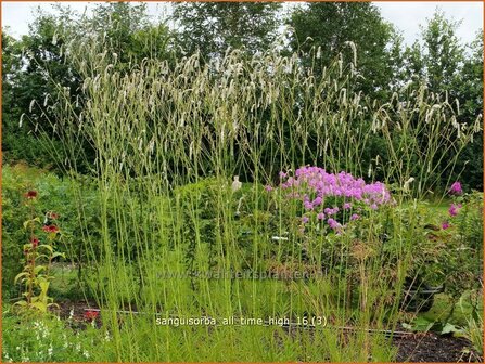 Sanguisorba tenuifolia &#039;All Time High&#039; | Hoge pimpernel, Sorbenkruid, Pimpernel | Hoher Wiesenknopf | Japanese Burnet