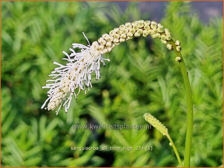 Sanguisorba tenuifolia &#039;All Time High&#039; | Hoge pimpernel, Sorbenkruid, Pimpernel | Hoher Wiesenknopf | Japanese Burnet