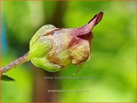 Scrophularia nodosa | Knopig helmkruid, Helmkruid | Knotige Braunwurz | Knotted Figwort