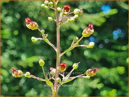 Scrophularia nodosa | Knopig helmkruid, Helmkruid | Knotige Braunwurz | Knotted Figwort