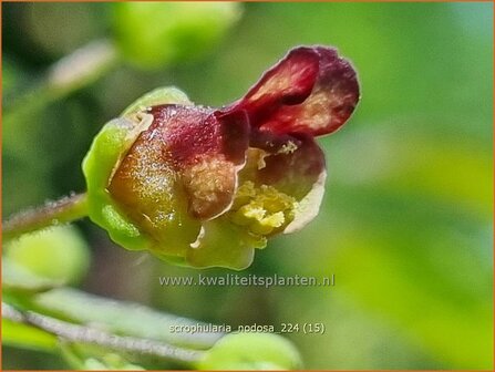 Scrophularia nodosa | Knopig helmkruid, Helmkruid | Knotige Braunwurz | Knotted Figwort