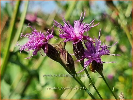 Serratula tinctoria | Zaagblad | F&auml;rber-Scharte | Dyer&#039;s Plumeless Saw-wort