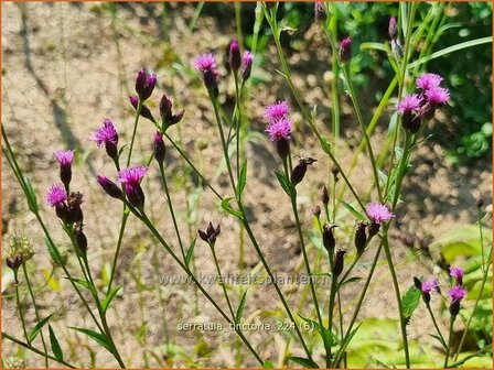 Serratula tinctoria | Zaagblad | F&auml;rber-Scharte | Dyer&#039;s Plumeless Saw-wort