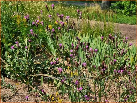 Serratula tinctoria | Zaagblad | F&auml;rber-Scharte | Dyer&#039;s Plumeless Saw-wort