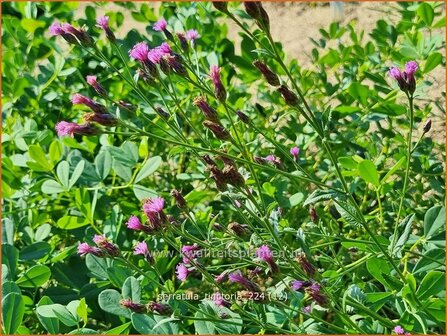 Serratula tinctoria | Zaagblad | F&auml;rber-Scharte | Dyer&#039;s Plumeless Saw-wort