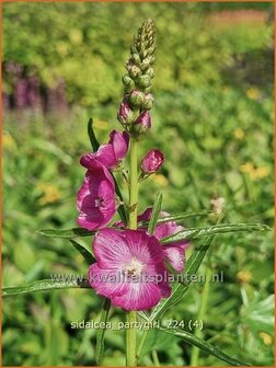 Sidalcea &#039;Partygirl&#039; | Griekse malva, Prairiemalva | Pr&auml;riemalve | Prairie Mallow