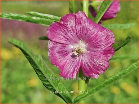 Sidalcea &#039;Partygirl&#039; | Griekse malva, Prairiemalva | Pr&auml;riemalve | Prairie Mallow