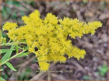 Solidago &#039;Loysder Crown&#039; | Guldenroede | Goldrute | Goldenrod