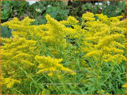 Solidago &#039;Loysder Crown&#039; | Guldenroede | Goldrute | Goldenrod