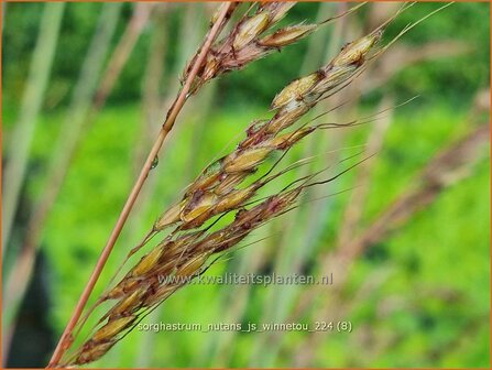 Sorghastrum nutans &#039;JS Winnetou&#039; | Goudbaardgras | Indianergras | Yellow Indian Grass