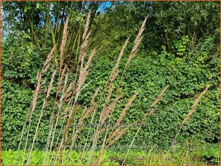 Sorghastrum nutans &#039;JS Winnetou&#039; | Goudbaardgras | Indianergras | Yellow Indian Grass