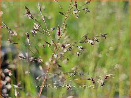 Sporobolus heterolepis &#039;Blue Fog&#039; | Prairiedropzaad, Parelgras | Pr&auml;rie-Tropfengras | Prairie Dropseed