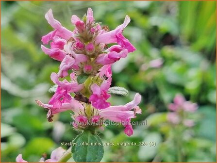 Stachys officinalis &#039;Miss Magenta&#039; | Betonie, Koortskruid, Andoorn | Echter Ziest | Common Hedge Nettle