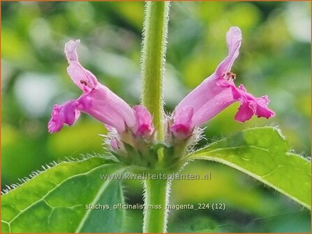 Stachys officinalis &#039;Miss Magenta&#039; | Betonie, Koortskruid, Andoorn | Echter Ziest | Common Hedge Nettle