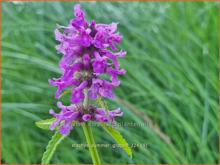 Stachys &#039;Summer Grapes&#039; | Andoorn | Ziest | Hedge Nettle