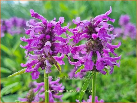 Stachys &#039;Summer Grapes&#039; | Andoorn | Ziest | Hedge Nettle