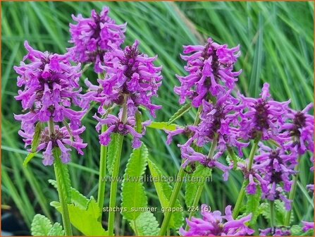 Stachys &#039;Summer Grapes&#039; | Andoorn | Ziest | Hedge Nettle