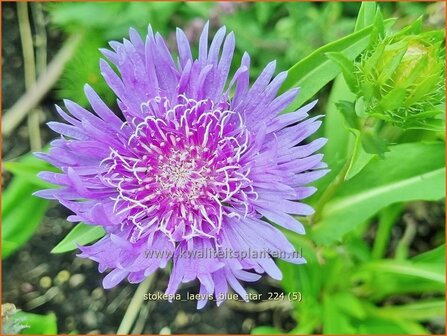 Stokesia laevis &#039;Blue Star&#039; | Korenbloemaster | Kornblumenaster | Cornflower Aster