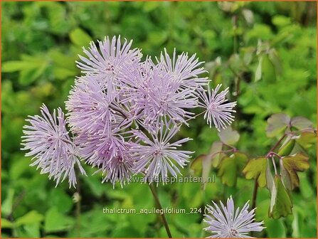 Thalictrum aquilegifolium | Akeleiruit, Akeleibladige ruit, Ruit | Akeleibl&auml;ttrige Wiesenraute | Columbine Meadow Rue