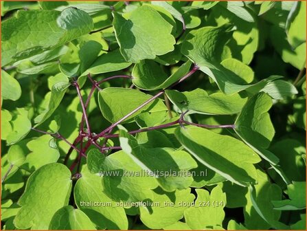 Thalictrum aquilegifolium &#039;The Cloud&#039; | Akeleiruit, Akeleibladige ruit, Ruit | Akeleibl&auml;ttrige Wiesenraute | Columbi